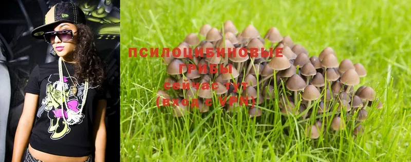 Псилоцибиновые грибы Magic Shrooms  где купить наркоту  Северск 